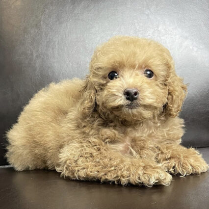 mini poodle for sale - mini poodle for sale/mini poodle for sale near me/toy poodle sale - Teacup dogs for sale/Teacup puppies for sale/Teacup puppy for sale