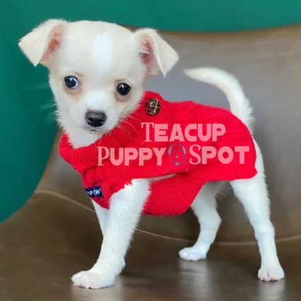 Teacup Chihuahua for sale - Teacup Chihuahua for sale/Teacup Chihuahua for sale near me - Teacup dogs for sale/Teacup puppies for sale/Teacup puppy for sale