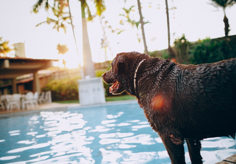 Is The Swimming Pool Safe For Your Pets? » Teacup dogs for sale/Teacup puppies for sale/Teacup puppy for sale - Teacup dogs for sale/Teacup puppies for sale/Teacup puppy for sale