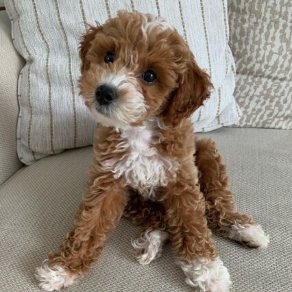 Jake/PUPPY SOLD❌💔