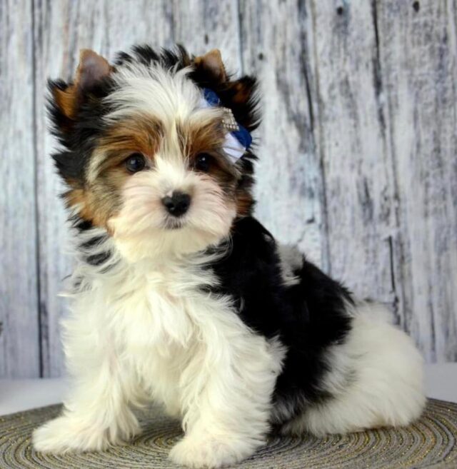 Yorkie poo puppies for sale near me under $500