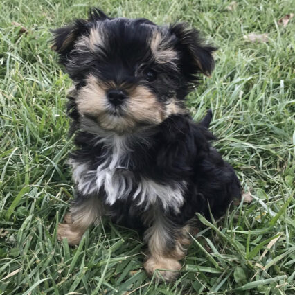 Brown morkie