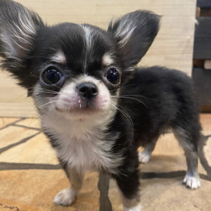 Teacup chihuahua puppies for sale near me under $300 dollars