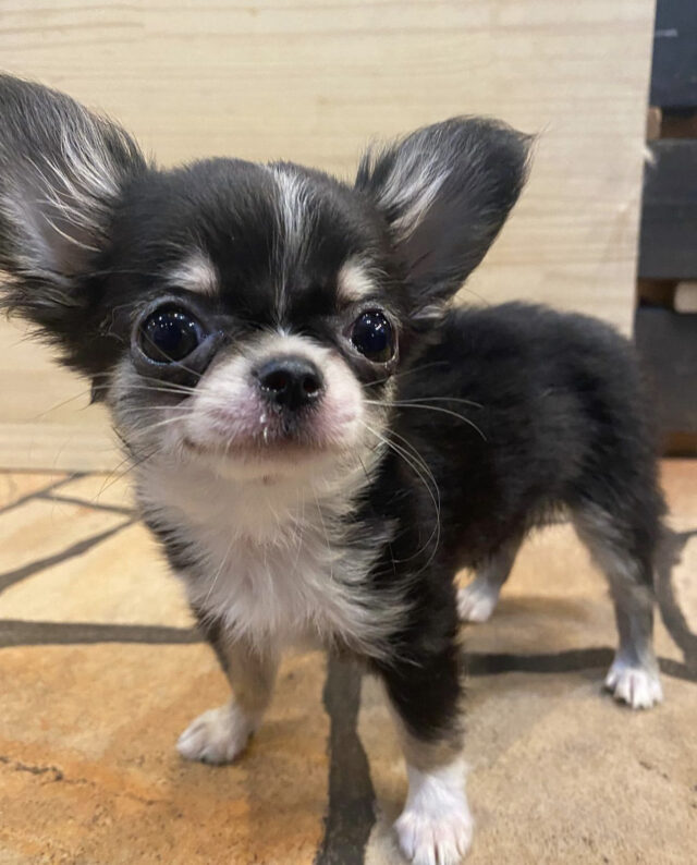 Teacup chihuahua puppies for sale near me under $300 dollars