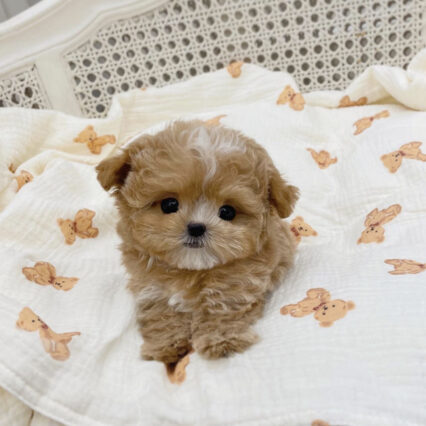 Teacup Maltipoos for sale/Teacup Maltipoos for sale near me