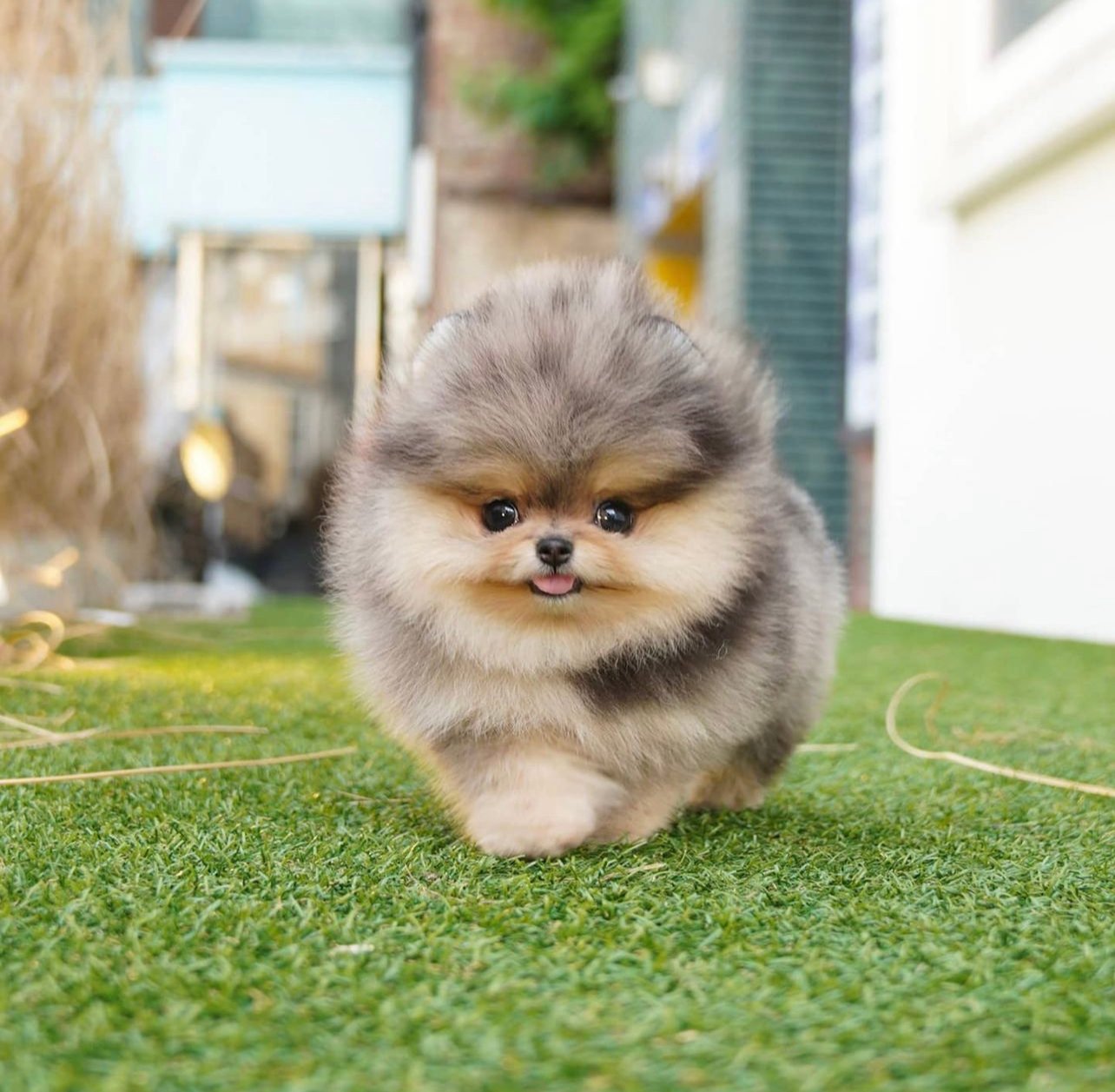 Pink Teacup Pomeranian Puppy Pink Teacup Pomeranian