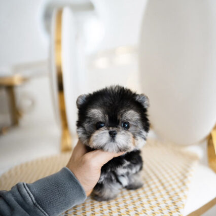 Morkie puppies for sale in nj