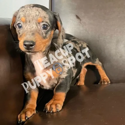 Teacup dogs for sale/Teacup puppies for sale/Teacup puppy for sale