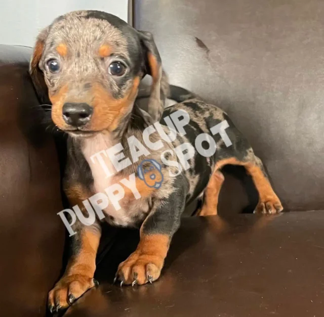 Teacup dogs for sale/Teacup puppies for sale/Teacup puppy for sale