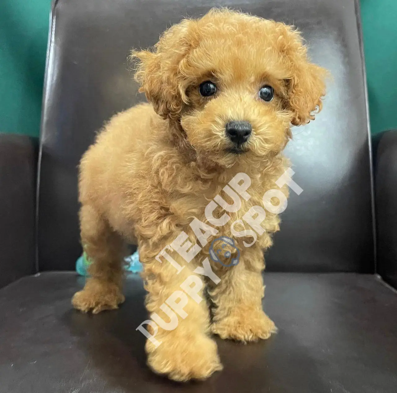 Brands » Teacup dogs for sale/Teacup puppies for sale/Teacup puppy for sale - Teacup dogs for sale/Teacup puppies for sale/Teacup puppy for sale