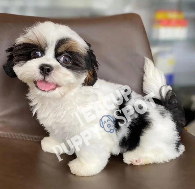 Teacup Shih Tzu/Shih Tzu teacup/Teacup shih Tzu for sale