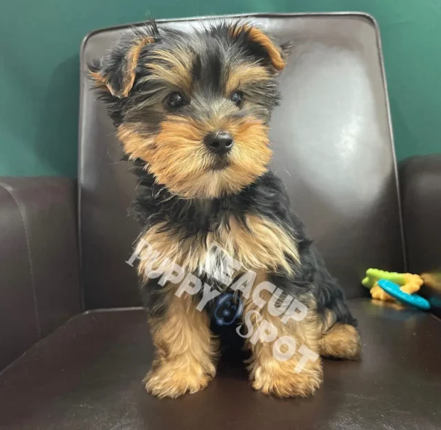 Toy yorkie for sale