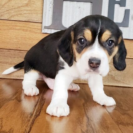 Beagle puppies for sale