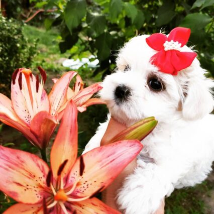 Miniature Maltese for sale