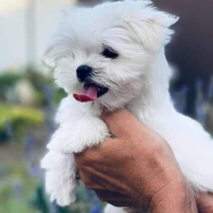 Maltese puppies for sale in California/Maltese near me