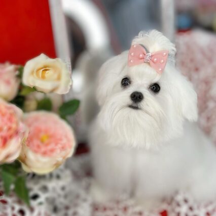 Maltese puppies for sale in Texas/Maltese for sale in Texas