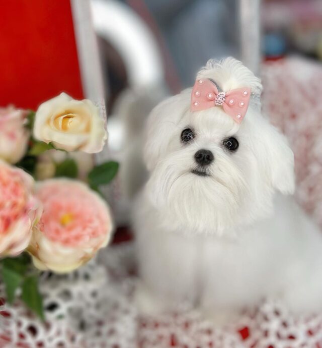 Maltese puppies for sale in Texas/Maltese for sale in Texas
