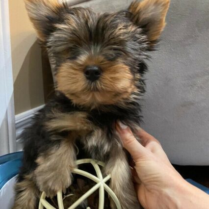 Gracie