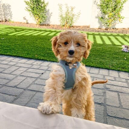 Mini Cavapoo puppies for sale/Toy Cavapoo puppies for sale