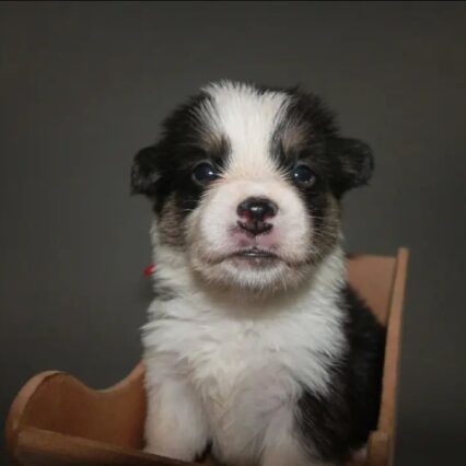 corgi-puppy-for-sale