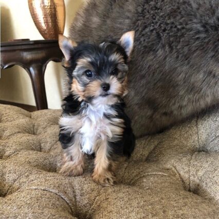 teacup-yorkie-for-sale-up-to-400