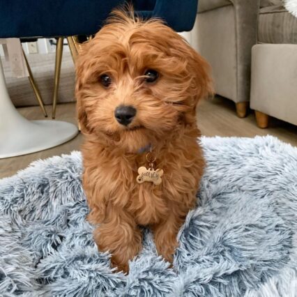 Cavapoo puppies for sale under $1000/Cavapoo puppies for sale