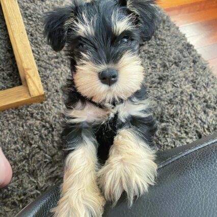 Hudson