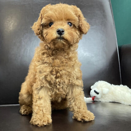 toy poodles for sale near me under $500