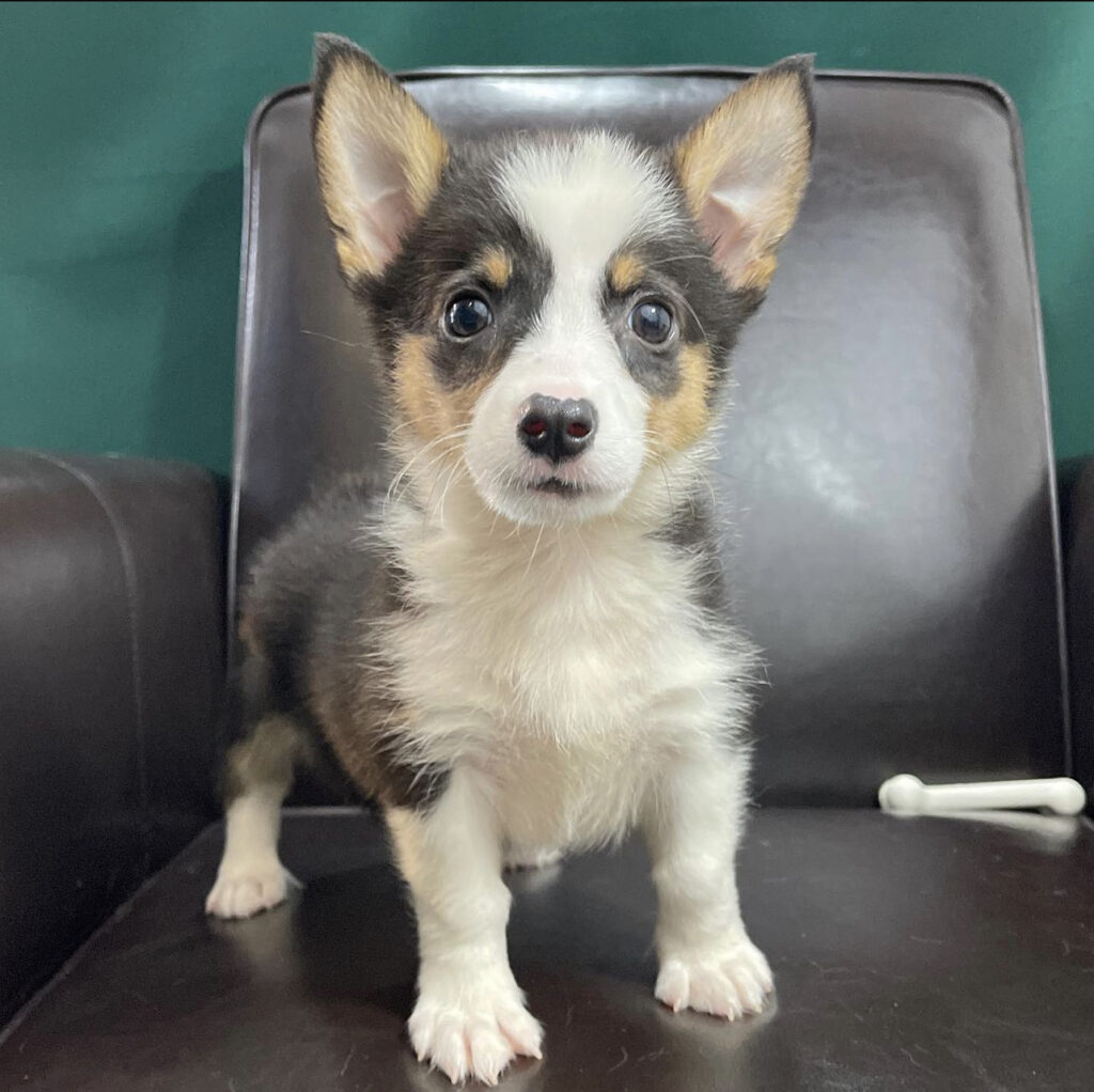 American corgi - American corgi/American corgis/American corgi puppies - Teacup dogs for sale/Teacup puppies for sale/Teacup puppy for sale