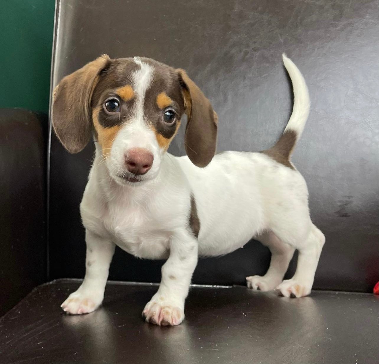 Toy dogs for sale/Toy dog breeds for sale/Toy dogs for sale near me