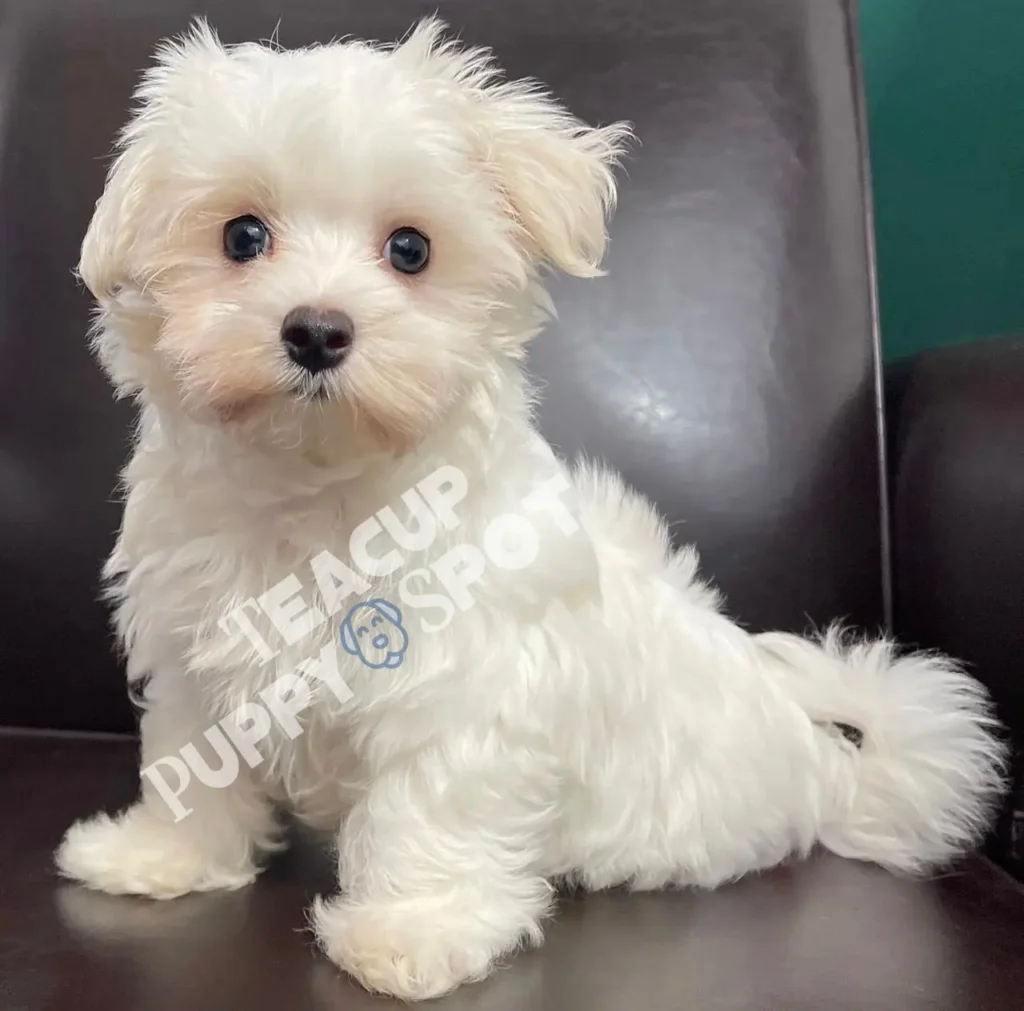 Our Breeder Standards » Teacup dogs for sale/Teacup puppies for sale/Teacup puppy for sale - Teacup dogs for sale/Teacup puppies for sale/Teacup puppy for sale