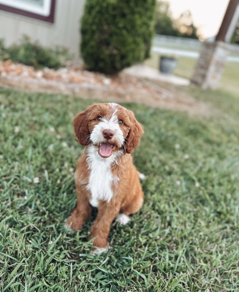 mini goldendoodle - Mini Goldendoodle | Mini Goldendoodle puppies - Teacup dogs | Teacup puppies | Teacup puppy Spot