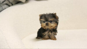 Micro Yorkie - Micro Yorkies | Micro teacup Yorkie | Micro mini Yorkie - Teacup dogs | Teacup puppies | Teacup puppy Spot