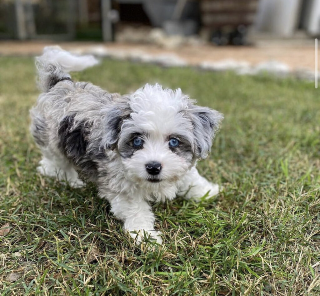 aussiechon - Aussiechon puppies for sale | Aussiechon - Teacup dogs | Teacup puppies | Teacup puppy Spot