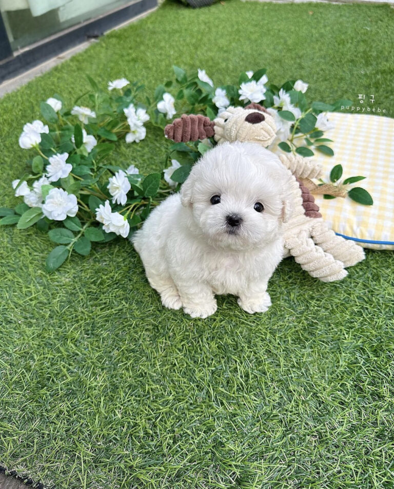 Unlocking the Secrets to Selling a Bichon Frise in Albany, NY » Teacup dogs | Teacup puppies | Teacup puppy Spot - Teacup dogs | Teacup puppies | Teacup puppy Spot