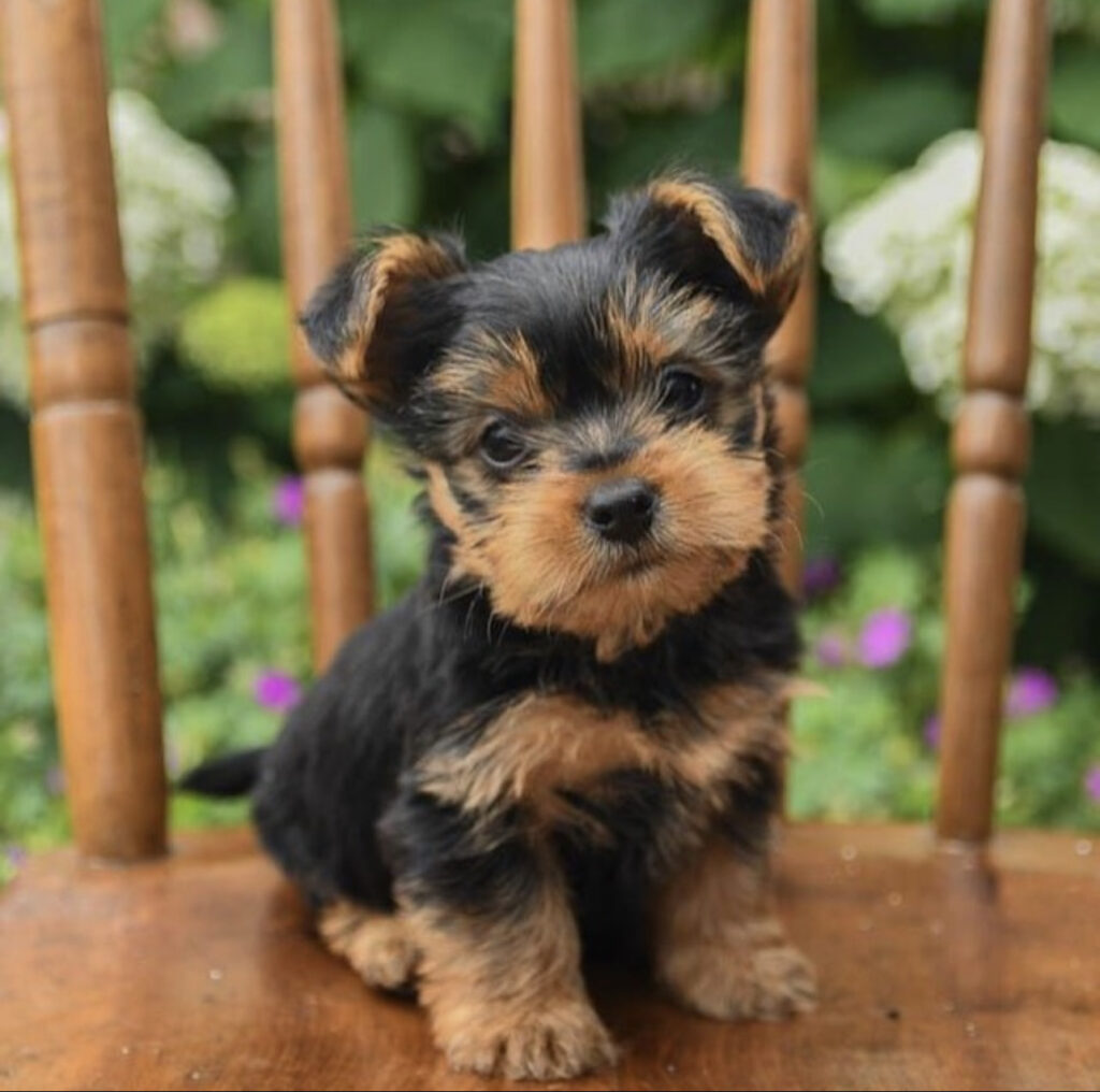 Yorkie poo puppies - Yorkie poo for sale | Yorkie poo puppies for sale | Yorkie poo - Teacup dogs | Teacup puppies | Teacup puppy Spot